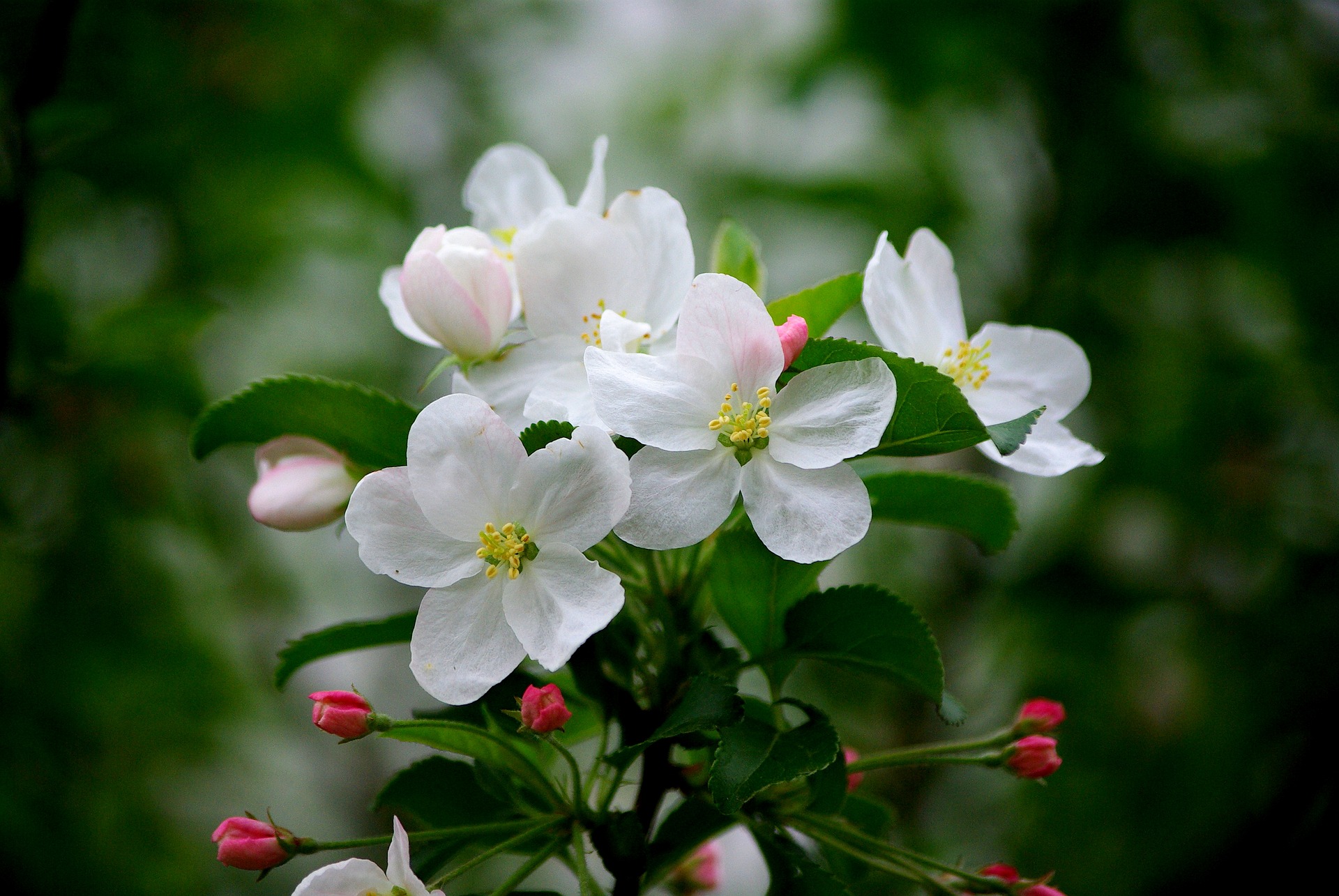 Apfelblüte