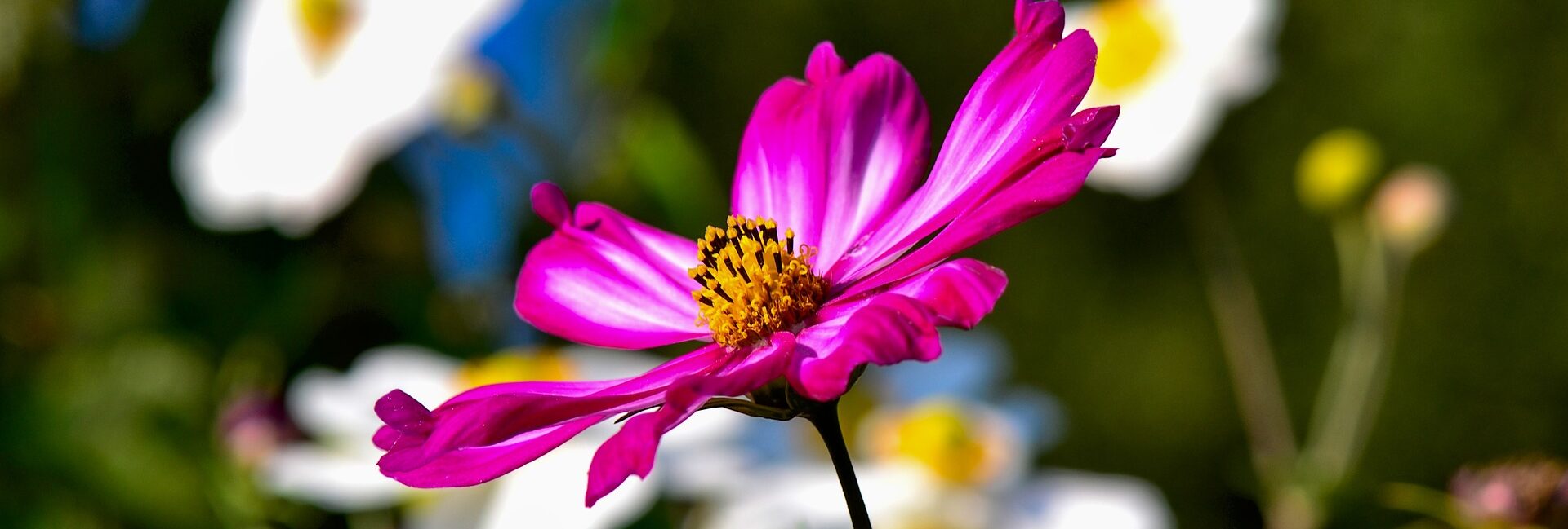 Blume