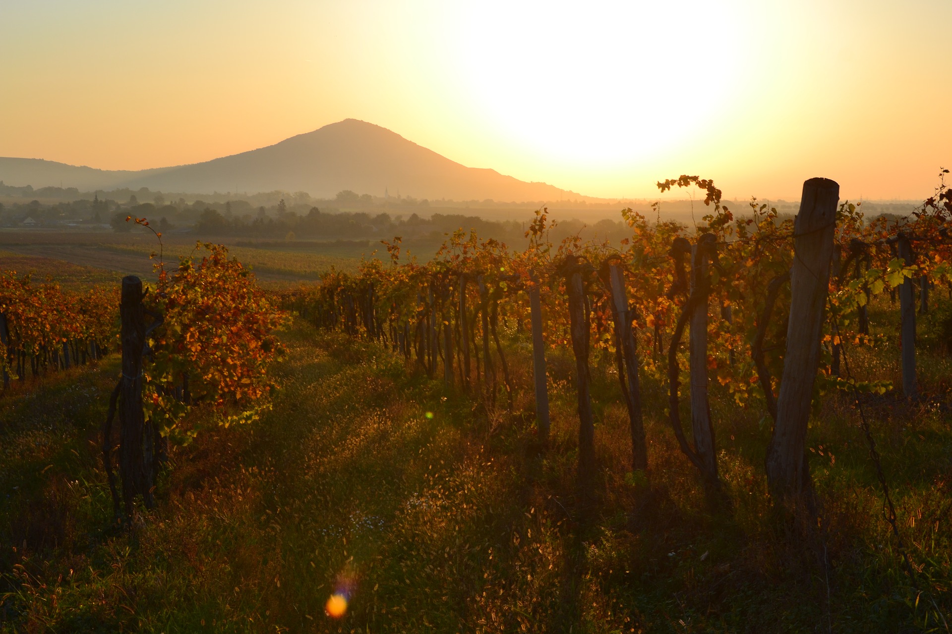 Weinberge